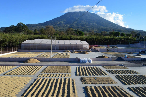 javapresse coffee farm